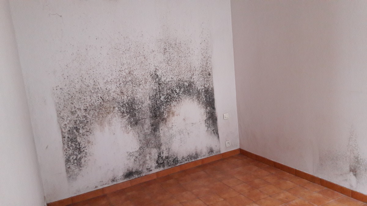 Moisissures - Expertise humidité à Périgueux